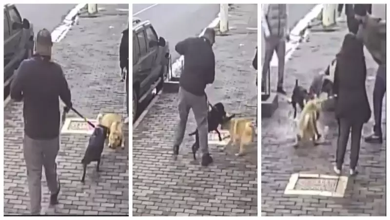 Ataque de Pitbull a Shar-Pei em Perdizes alerta para descumprimento da lei da focinheira em SP