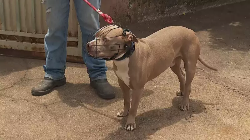 Ataque de Pitbull: Saiba Como Agir e Denunciar Donos Irresponsáveis