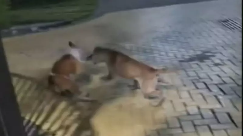 Ataques de Pitbull abandonado aterrorizam moradores de condomínio na Pavuna, Rio de Janeiro