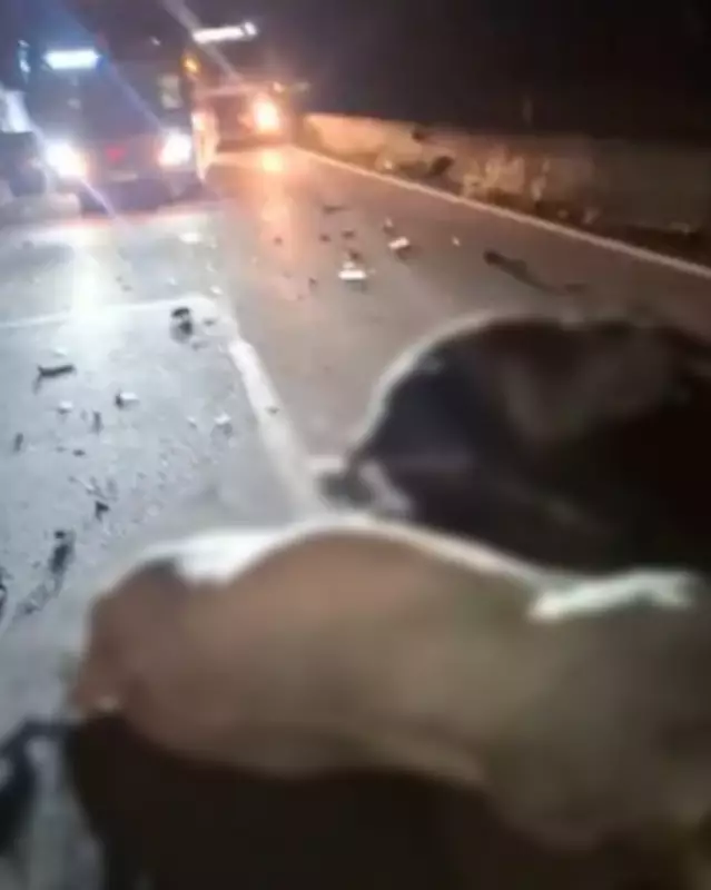 Atropelamento na Via Dutra: Animais silvestres são vítimas de acidente em Piraí