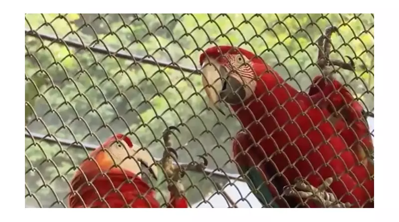 Ave rara é recuperada após furto no Zoológico da Bica em João Pessoa