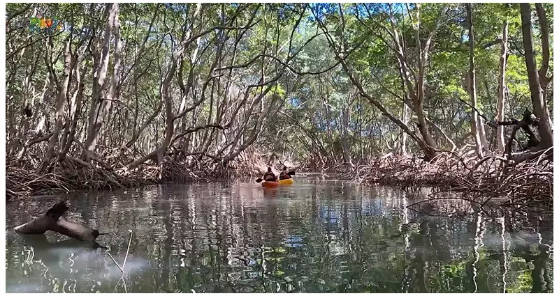 Aventura e Relax no Litoral do Piauí: Caiaque, Dunas e a Misteriosa Árvore Penteada