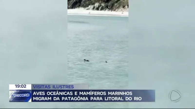 Aves oceânicas e mamíferos marinhos migram da Patagônia para o litoral do RJ: fenômeno surpreende pesquisadores
