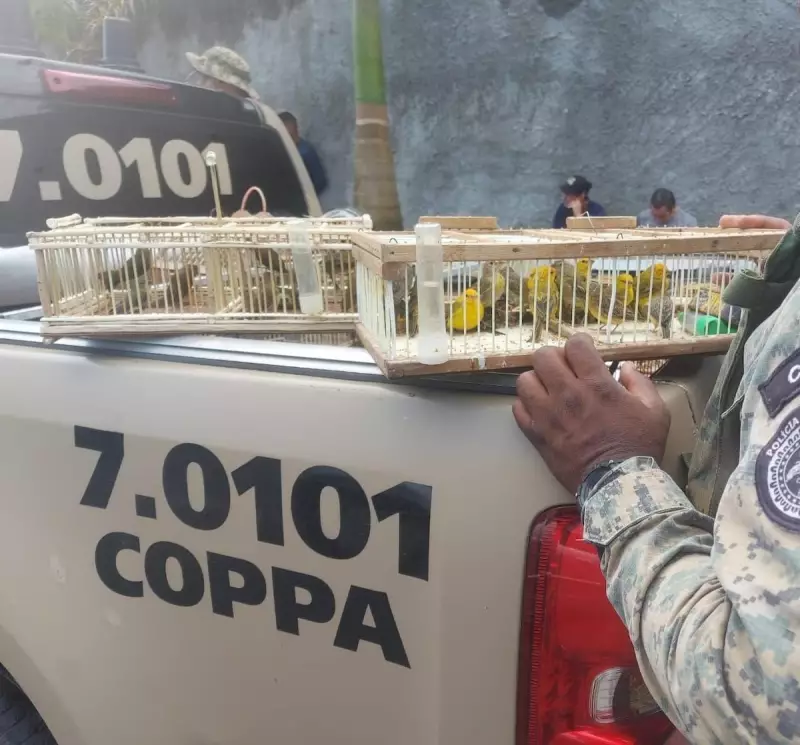 Aves silvestres resgatadas em Simões Filho: operação combate tráfico de animais