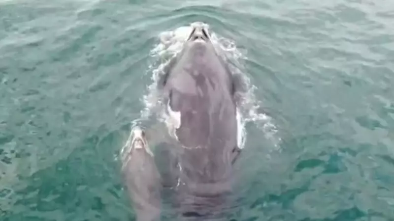 Baleia e filhote encantam banhistas ao serem flagradas na Praia do Pepê, na Barra da Tijuca