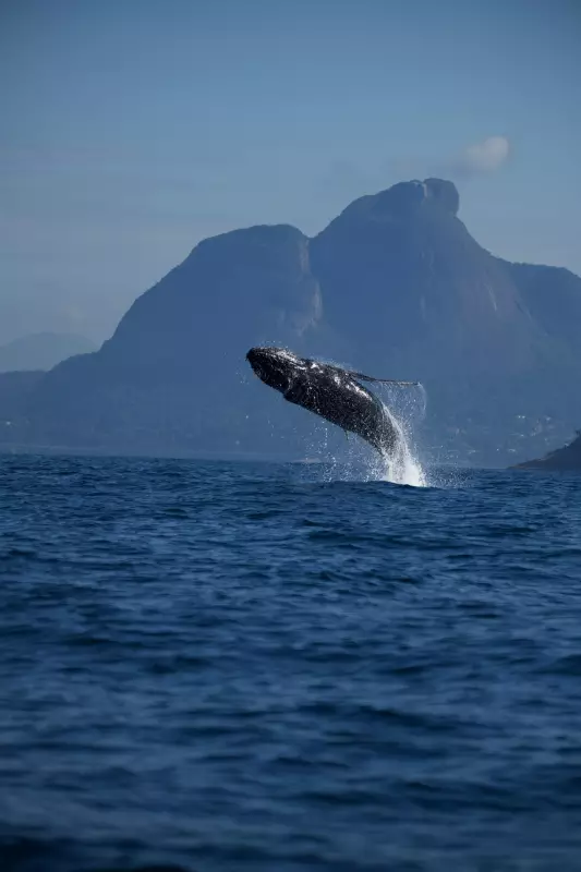 Baleia encanta banhistas com show inesquecível em frente à Pedra da Gávea