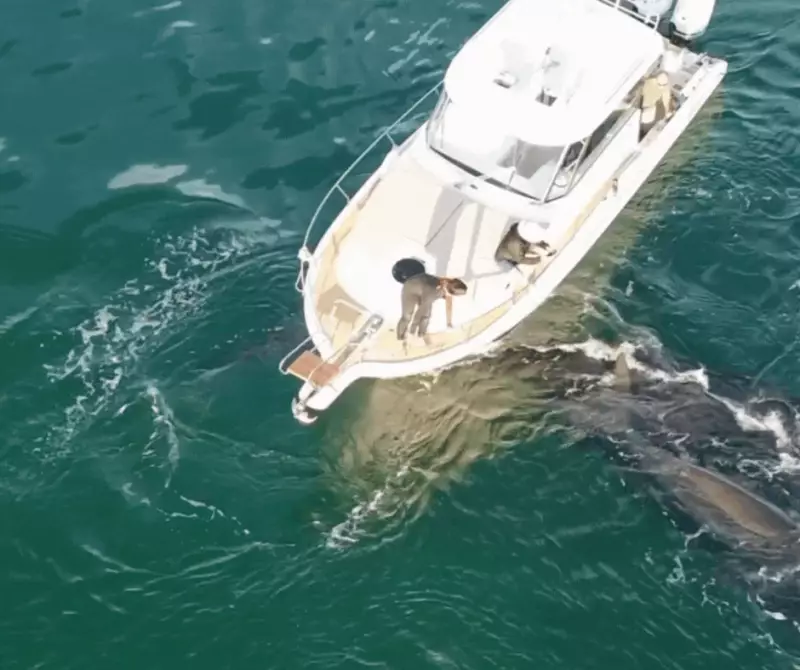 Baleia-franca e filhote quase são atingidos por embarcação em Florianópolis — Veja o vídeo chocante!