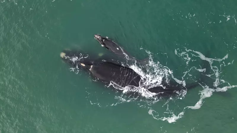 Baleia Franca reaparece em SC após 19 anos com filhote: um espetáculo da natureza