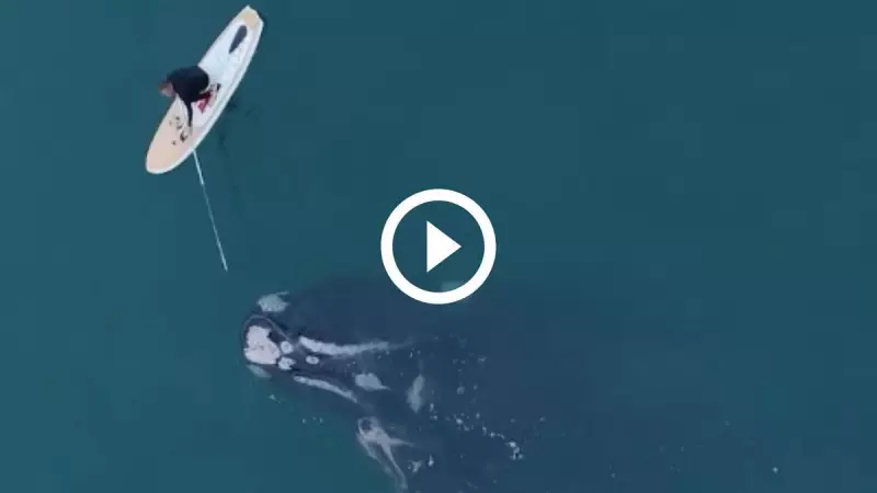 Baleia presa em rede de pesca é libertada após dois dias em cena emocionante — Veja o vídeo!
