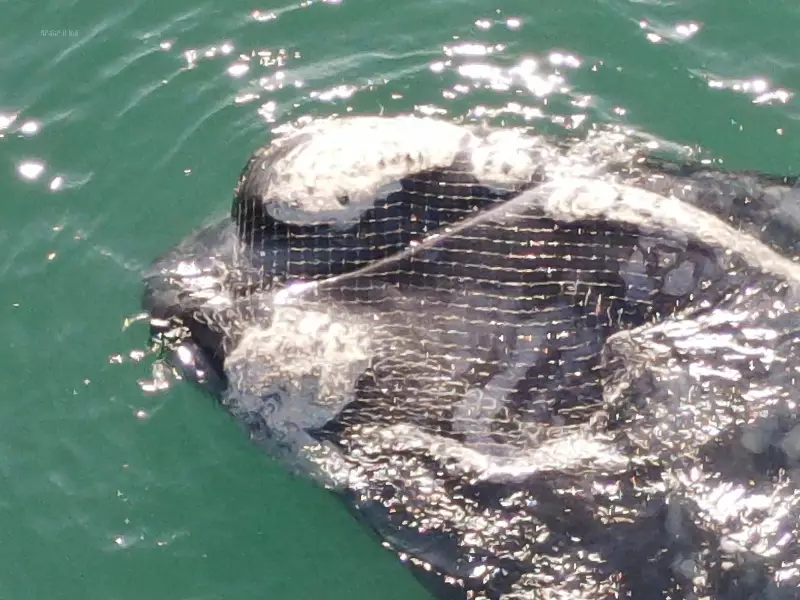 Baleia presa em rede de pesca mobiliza resgate em Praia Grande, Florianópolis – Veja o vídeo!