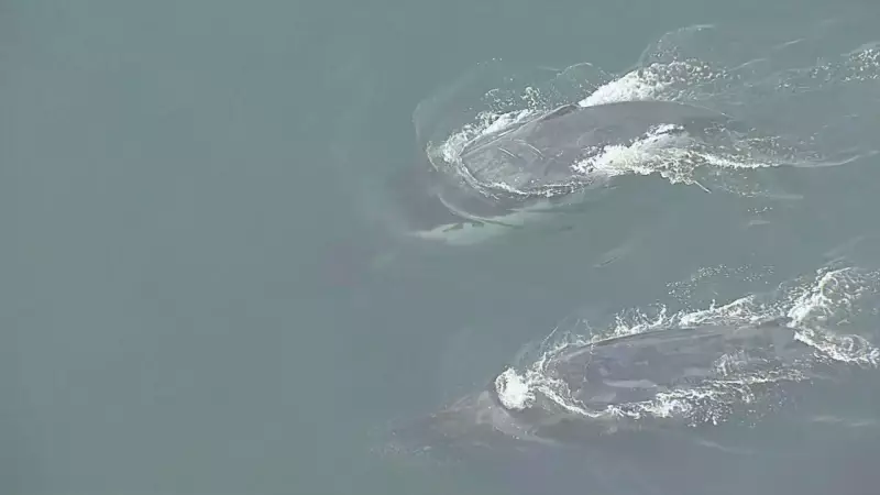 Baleias e pinguins surpreendem banhistas nas praias da Zona Oeste do Rio — veja o vídeo!