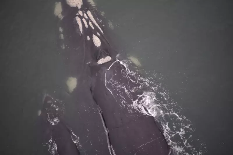 Baleias-francas em SC: Descubra os melhores pontos para avistar esses gigantes do mar