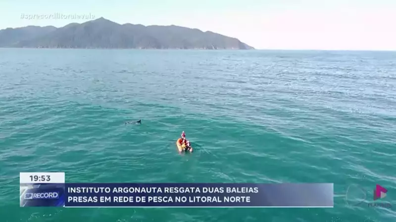 Baleias jubarte resgatadas no litoral de São Paulo: Instituto Argonauta em ação!