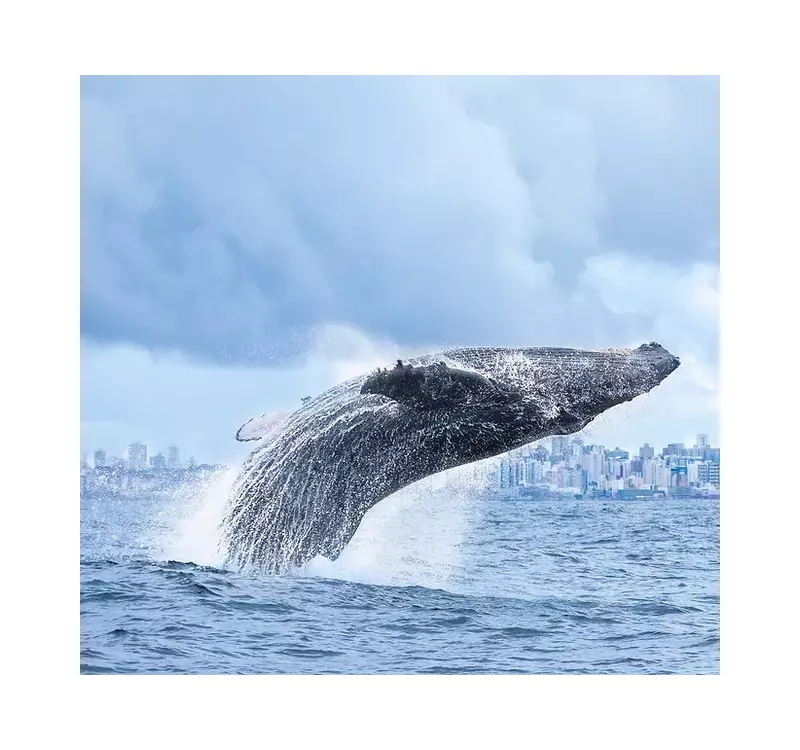 Baleias no Rio: Passeios Imperdíveis para Ver os Gigantes do Oceano em 2025