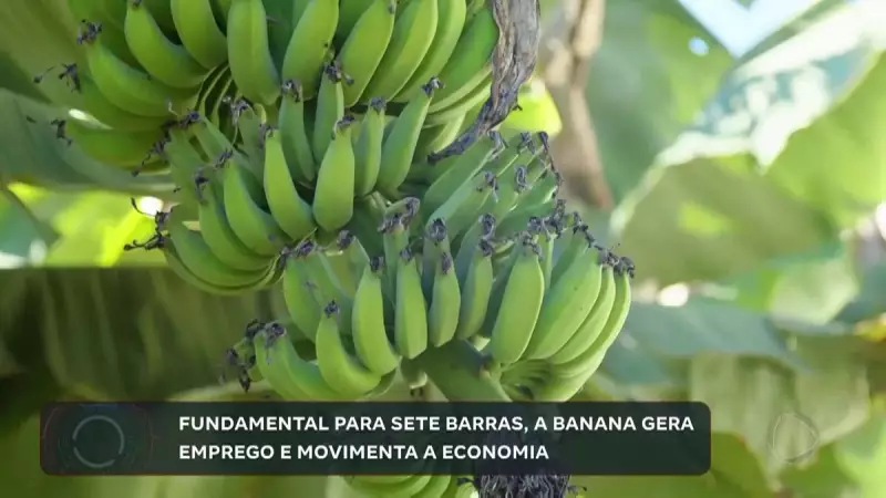 Banana: o ouro verde que impulsiona empregos e economia em Sete Barras, SP