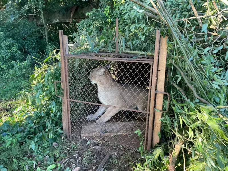 Batalhão Ambiental resgata onça-parda presa em armadilha no interior do RS — Veja o vídeo!