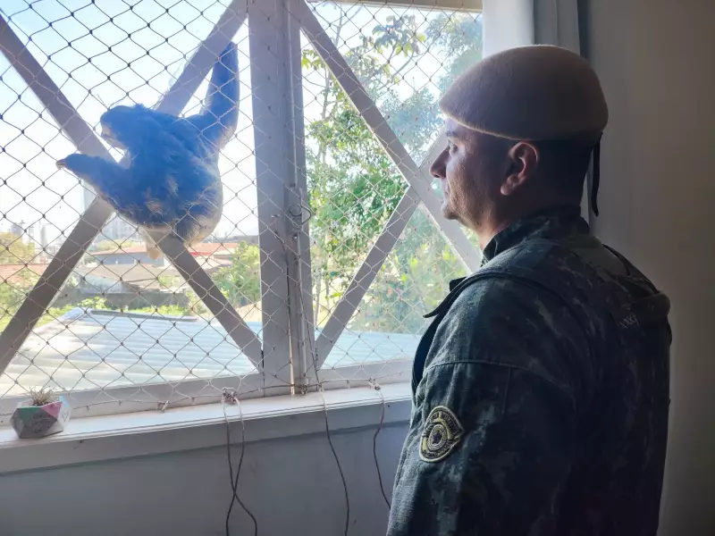Bicho-preguiça é resgatado em situação inusitada após ficar preso em janela de residência em Caraguatatuba