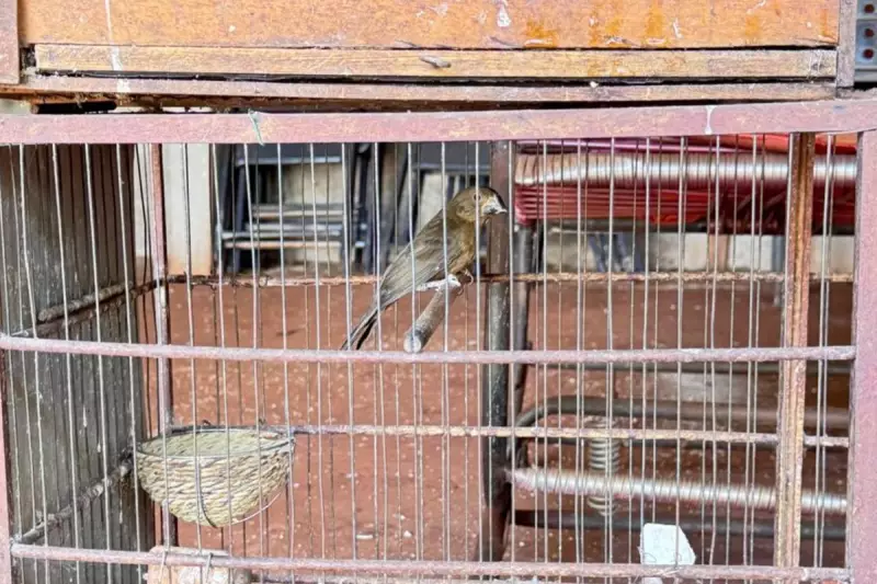Bicudo, ave ameaçada de extinção, é resgatado de cativeiro ilegal em Campo Grande