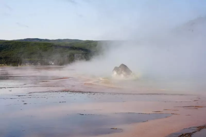 Bisão cai em lago fervente nos EUA e é dissolvido pelo calor: veja o vídeo chocante