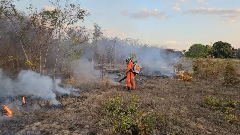 Bombeiros enfrentam chamas no Oeste da Bahia: incêndios florestais assustam moradores