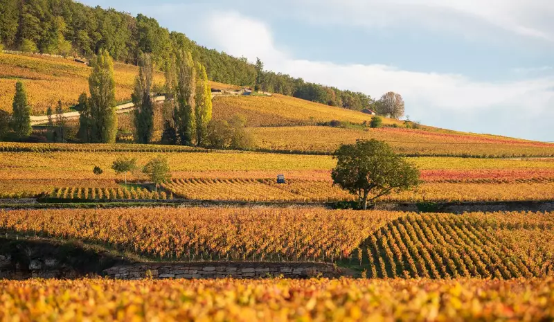 Bordeaux vs Borgonha: Descubra as principais diferenças entre os vinhos franceses