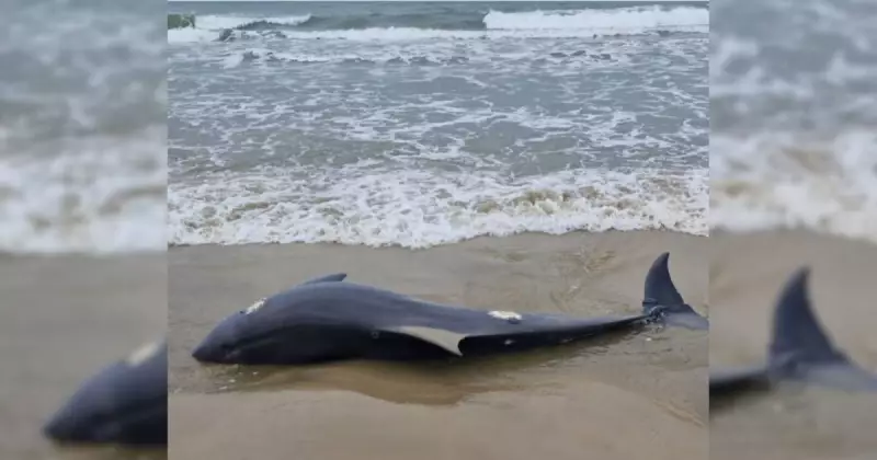 Boto de 280 kg é encontrado morto em SC: infecção generalizada pode ser a causa
