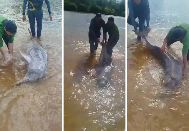 Boto é resgatado por pescadores após ficar encalhado em praia no Tocantins