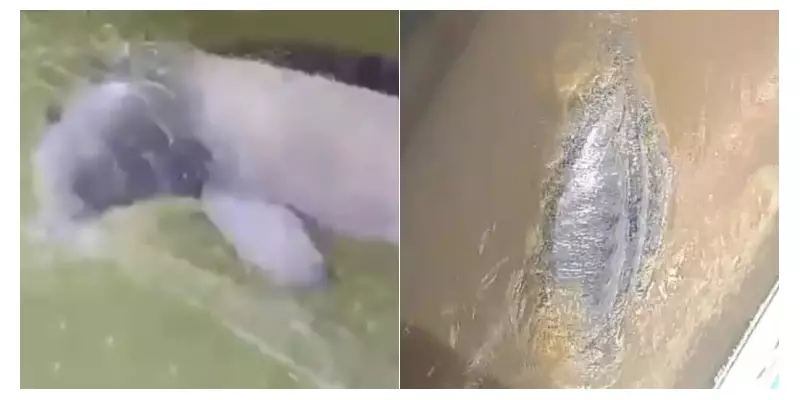 Boto-tucuxi e peixe-boi amazônicos são resgatados em situação delicada no Pará — veja detalhes!