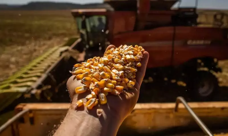 Brasil rumo à safra recorde de grãos: produção deve crescer 14,2% em 2025