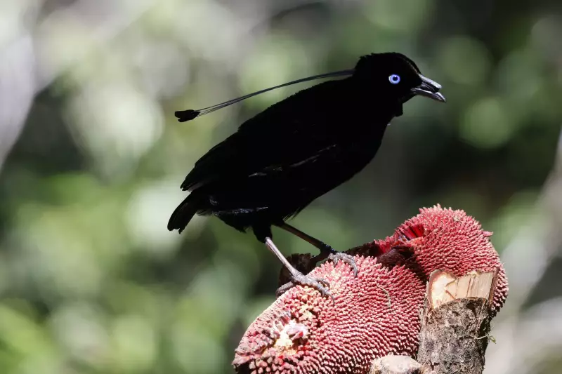 Brasileiro flagra rito de acasalamento hipnotizante de ave-do-paraíso na Papua Nova Guiné — e o vídeo é surreal!