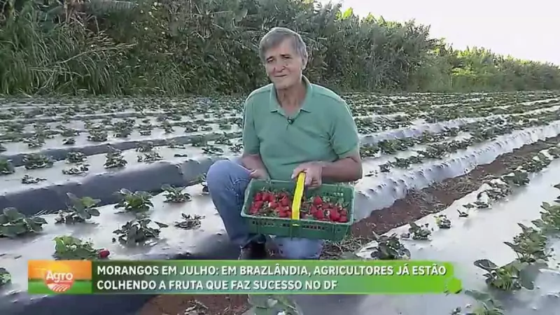 Brazlândia colhe morangos e mantém título de maior produtora do DF
