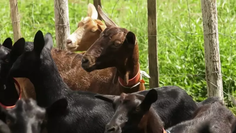 Cabra espanhola se adapta ao Agreste Pernambucano e encontra habitat ideal