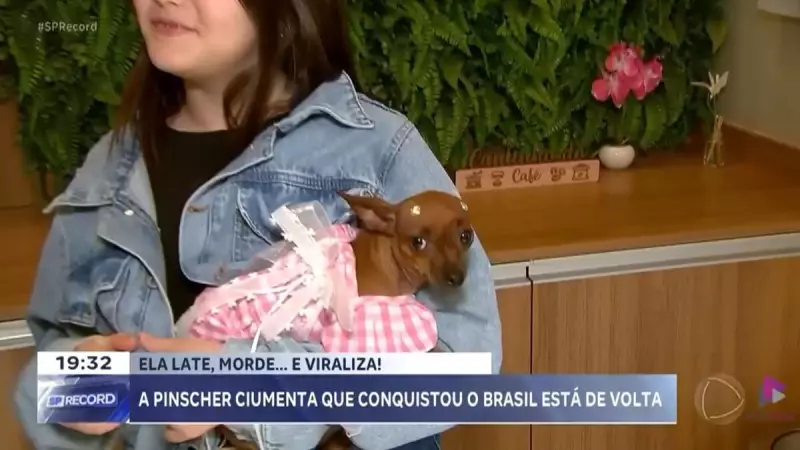 Cacau, a pinscher de Araraquara, reencontra repórter da Record e mantém fama de brava