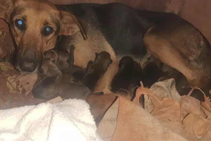 Cachorra dá à luz 15 filhotes dentro de túmulo em cemitério de MS — veja o resgate emocionante!