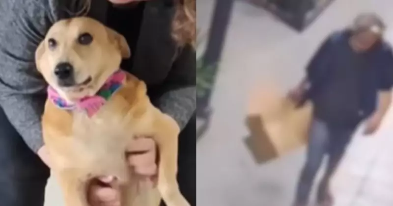 Cachorra vítima de abuso em Joinville é resgatada e busca novo lar