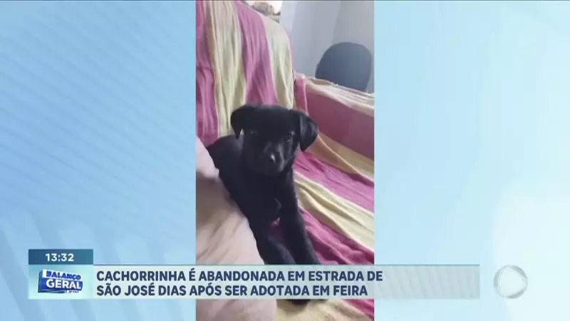 Cachorrinha é abandonada em estrada após apenas 3 dias de adoção em São José dos Campos — Caso choca
