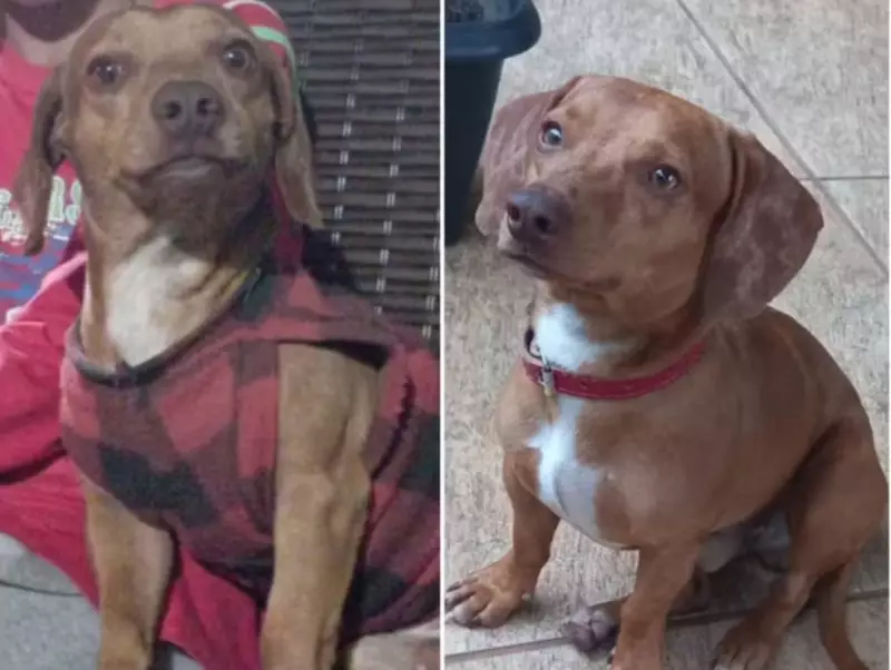 Cachorro é degolado em São Carlos: tutora desmaia ao encontrar corpo; segundo caso em 3 meses
