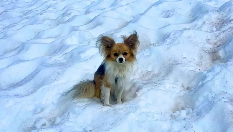 Cachorro herói salva dono preso em fenda de geleira na Suíça