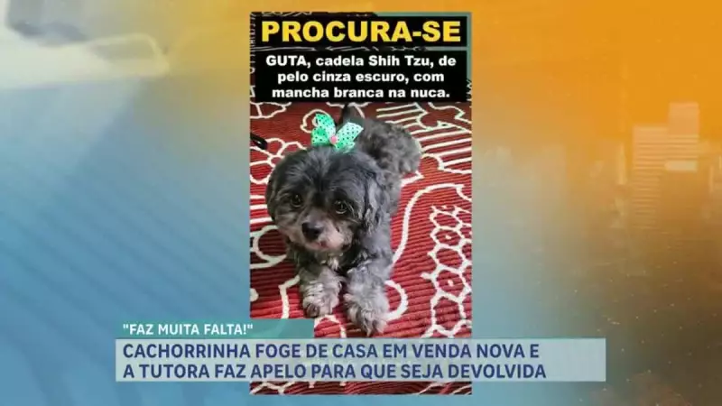Cadela desaparecida em BH: Tutora faz apelo emocionante por ajuda — 'Ela é minha família'
