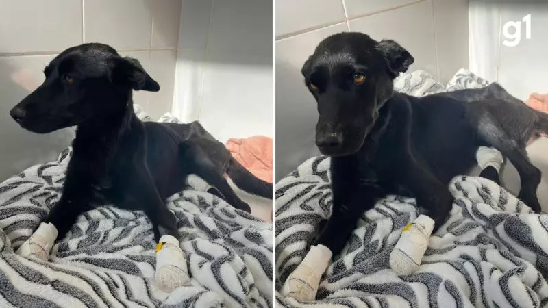Cadela é resgatada com patas cortadas no RS: caso choca e mobiliza protetores