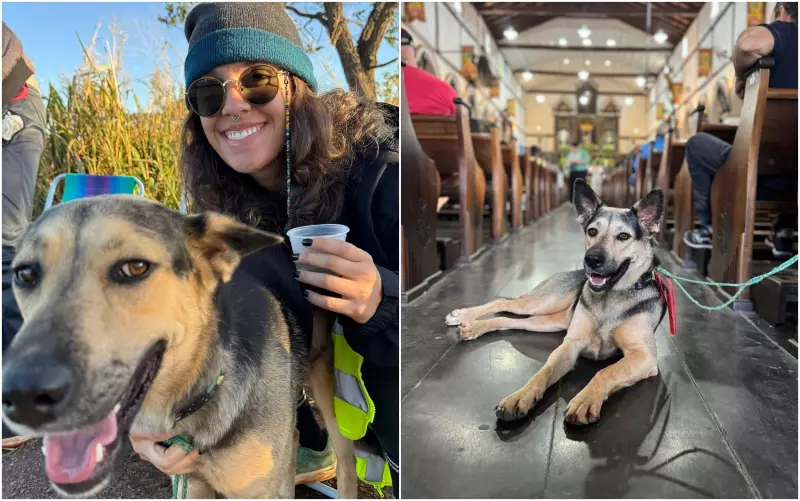 Cadela percorre 150 km para seguir romeira e é adotada após emocionar fiéis em Festa do Divino Pai Eterno