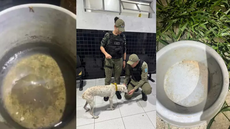 Cadela resgatada após dois anos de maus-tratos e solidão no litoral do Piauí