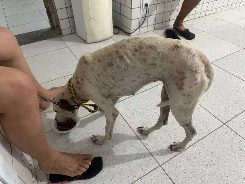 Cadela resgatada com sinais de maus-tratos no Piauí inicia tratamento contra doença do carrapato e aguarda adoção