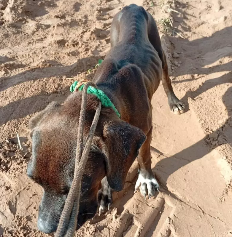 Cadelinha é resgatada em estado grave após sofrer maus-tratos em Pirapozinho - SP