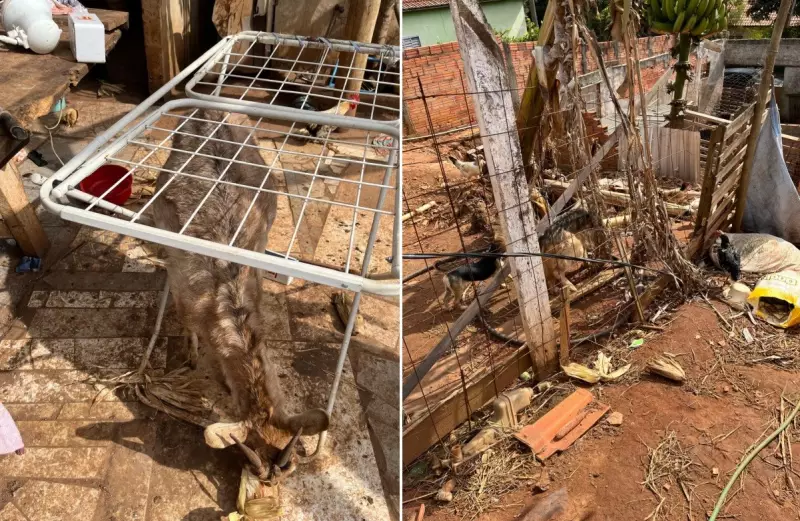 Cães, cabras e galinhas resgatados de maus-tratos em fazenda no interior de SP