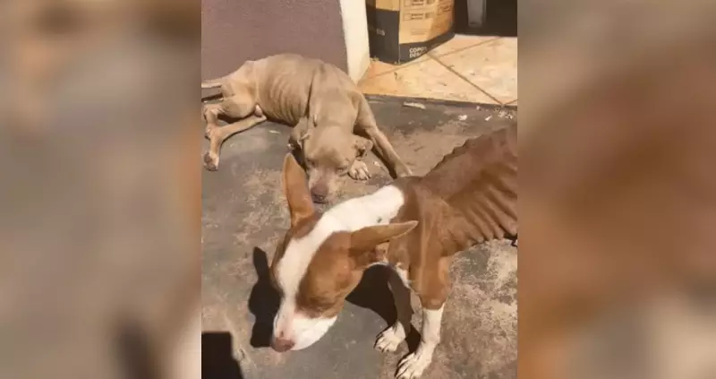 Cães da raça Pitbull são resgatados em condições chocantes em casa abandonada em São José do Rio Preto