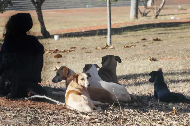 Cães de rua resgatados após ataque a mulher em Brasília: entenda o caso