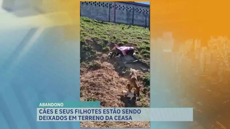 Cães e filhotes abandonados na CEASA de Contagem: um ato de crueldade que choca a região
