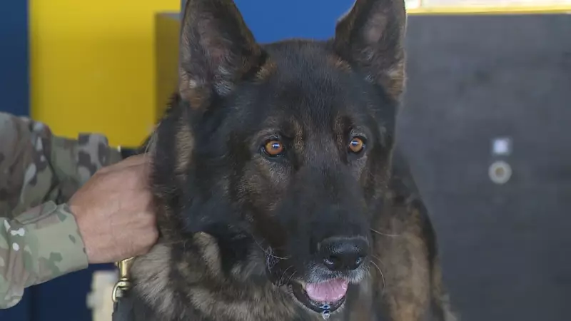 Cães farejadores da PRF: como esses peludos combatem o tráfico no RS