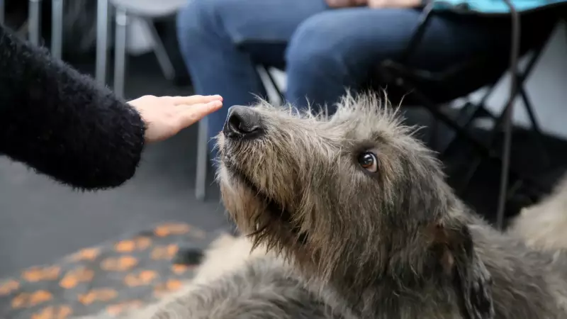 Cães farejadores: o incrível poder de detectar o Parkinson antes dos sintomas